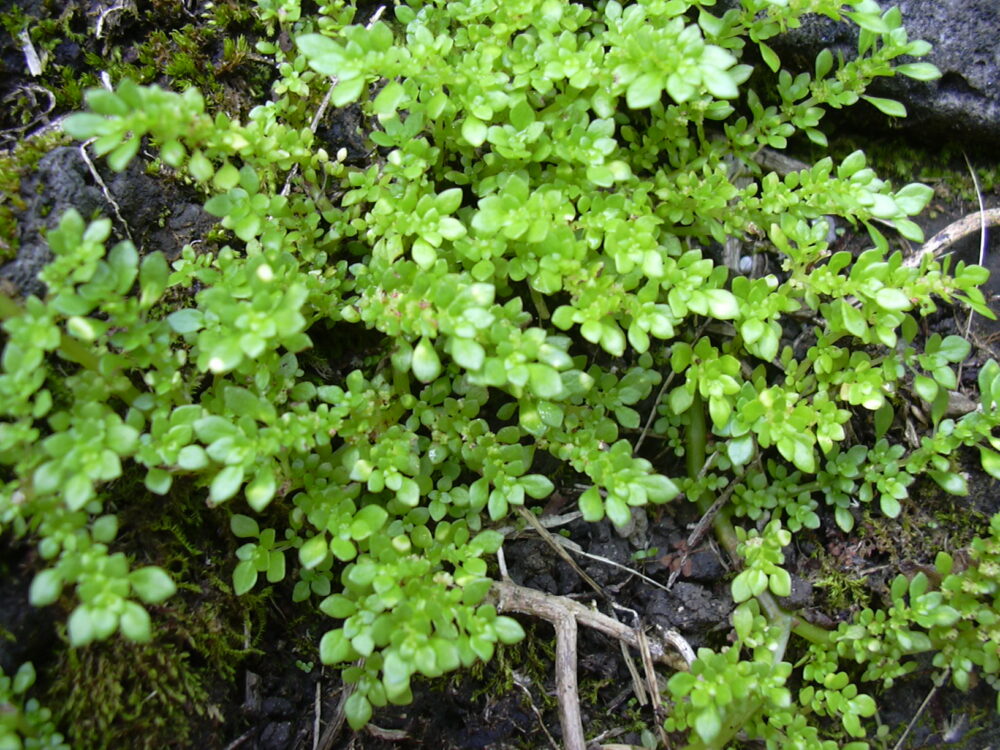 vaikeselehine-piilea-pilea-microphylla-tamme-talu-urdiaed