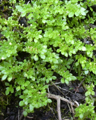 vaikeselehine-piilea-pilea-microphylla-tamme-talu-urdiaed