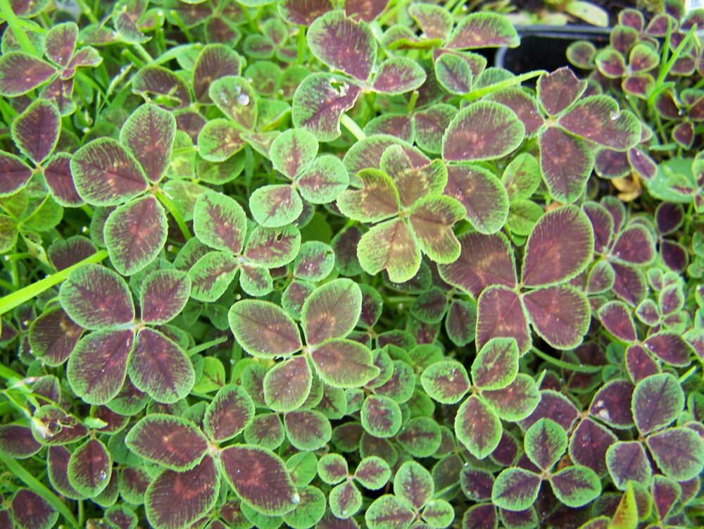 valge-ristik-Trifolium-repens-Quadrifolium-tamme-talu-urdiaed-scaled