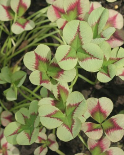 valge-ristik-Trifolium-repens-angel-clover-jadel-tamme-talu-urdiaed