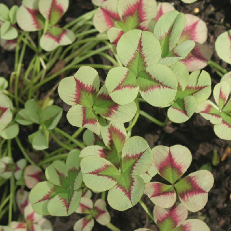 valge-ristik-Trifolium-repens-angel-clover-jadel-tamme-talu-urdiaed