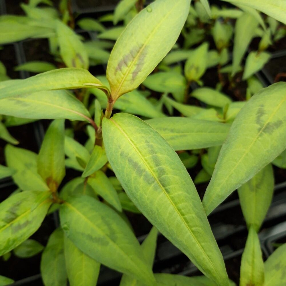 vietnami-kirbutatar-rau-ram-Persicaria-odorata-sun.-Polygonum-odoratum-tamme-talu-urdiaed