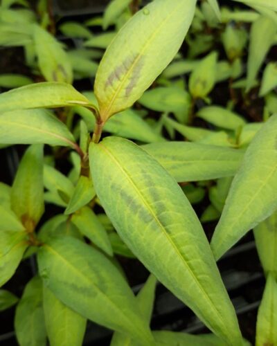 vietnami-kirbutatar-rau-ram-Persicaria-odorata-sun.-Polygonum-odoratum-tamme-talu-urdiaed