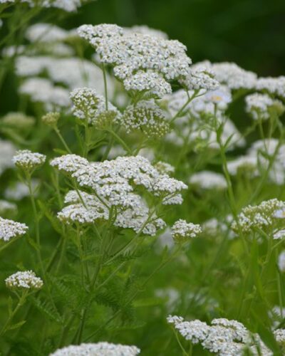 Harilik-raudrohi-Achillea-millefolium-tamme-talu-urdiaed