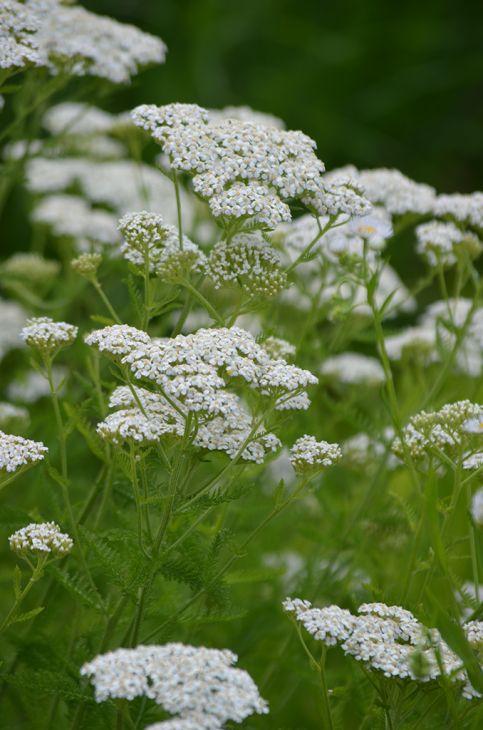 Harilik-raudrohi-Achillea-millefolium-tamme-talu-urdiaed