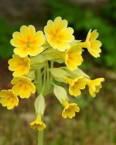 Harilik_nurmenukk_Primula_veris_tamme_talu_urdiaed