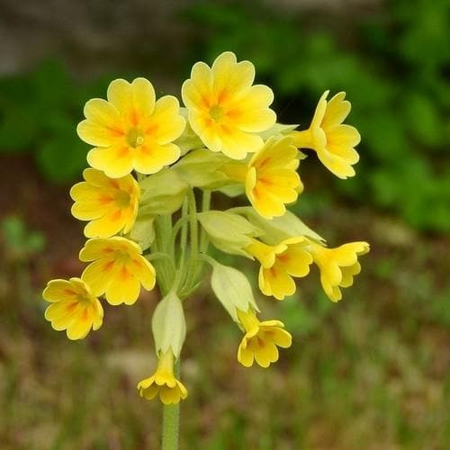 Harilik_nurmenukk_Primula_veris_tamme_talu_urdiaed