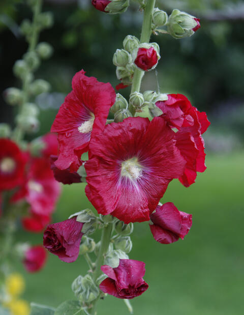 Tokkroos-alcea-rosea-ariella-red-tamme-talu-urdiaed