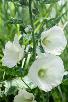 Tokkroos_alcea_rosea_ariella_white_tamme_talu_urdiaed