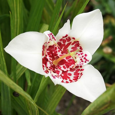 harilik-tiigerlill-tigridia-pavonia-alba-grandiflora-tamme-talu-urdiaed