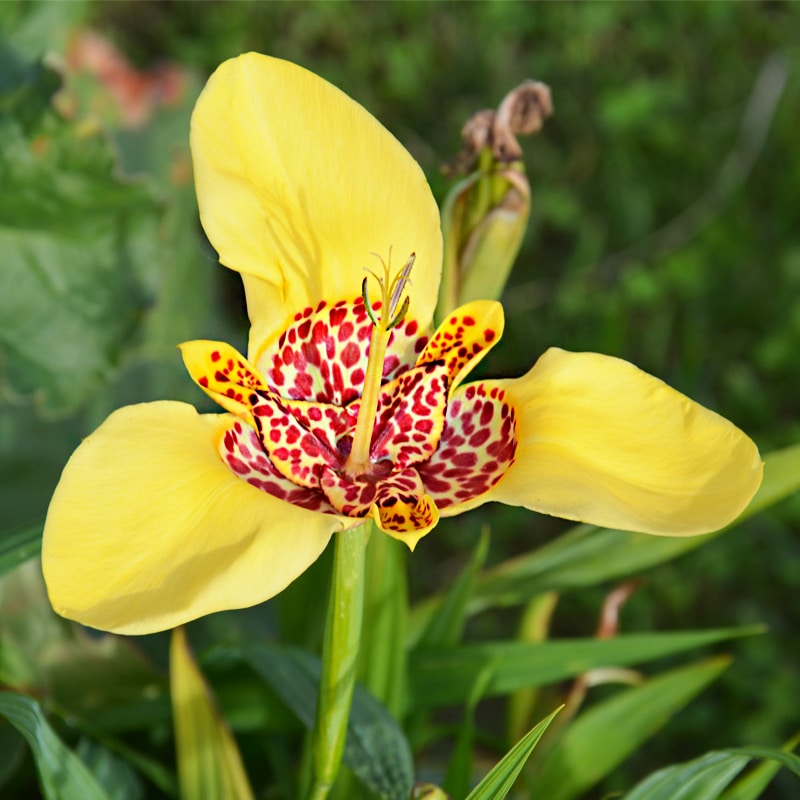 harilik-tiigerlill-tigridia-pavonia-aurea-tamme-talu-urdiaed