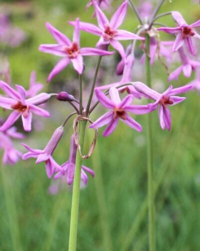 lilla-kroonlauk-tulbaghia-lizzy-tamme-talu-urdiaed