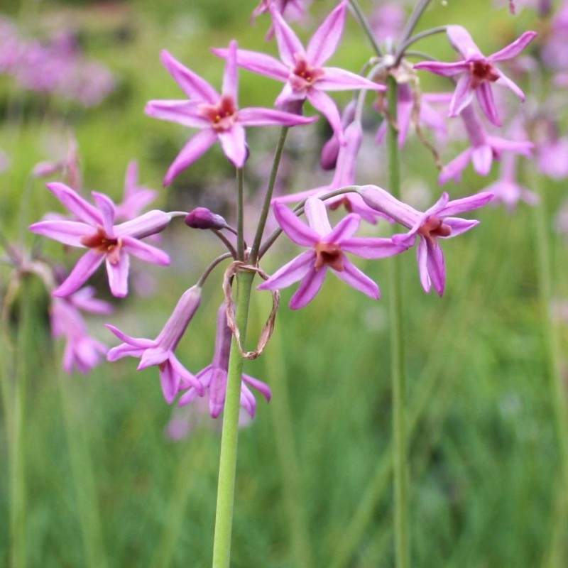 lilla-kroonlauk-tulbaghia-lizzy-tamme-talu-urdiaed