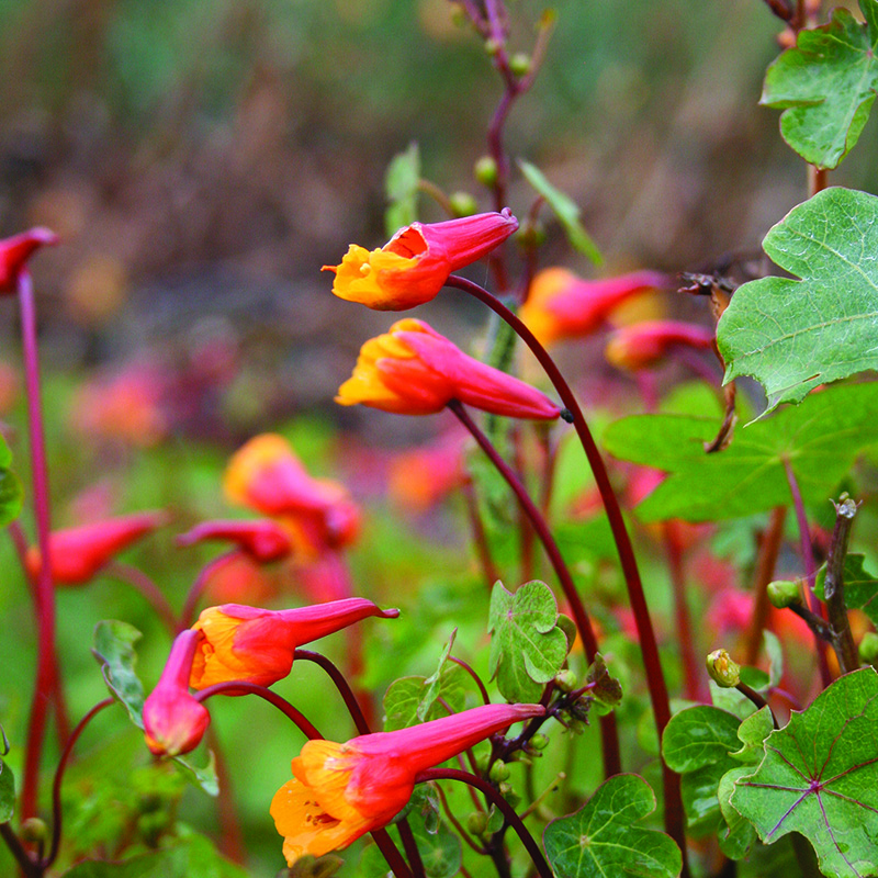 mugul-mungalill-tropaeolum_ken_ashlet_tamme_talu_urdiaed