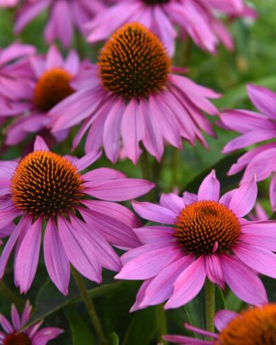 punane-siilkubar-Echinacea-purpurea-feeling-pink-tamme-talu-urdiaed