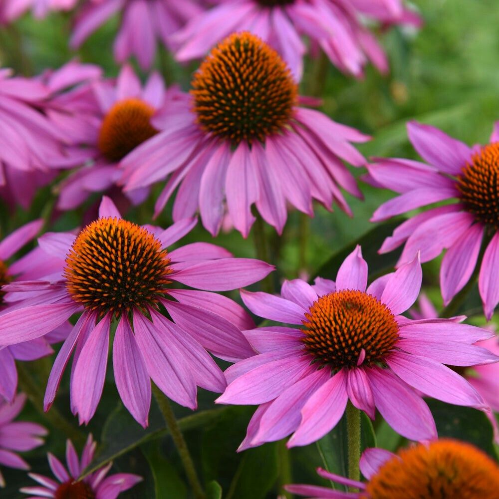 punane-siilkubar-Echinacea-purpurea-feeling-pink-tamme-talu-urdiaed