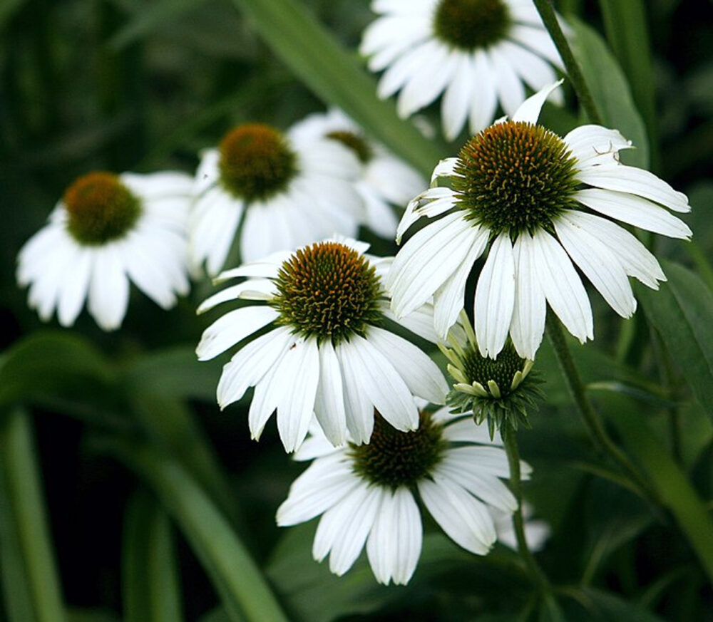 punane_siilkubar_Echinacea_purpurea_feeling_white_tamme_talu_urdiaed