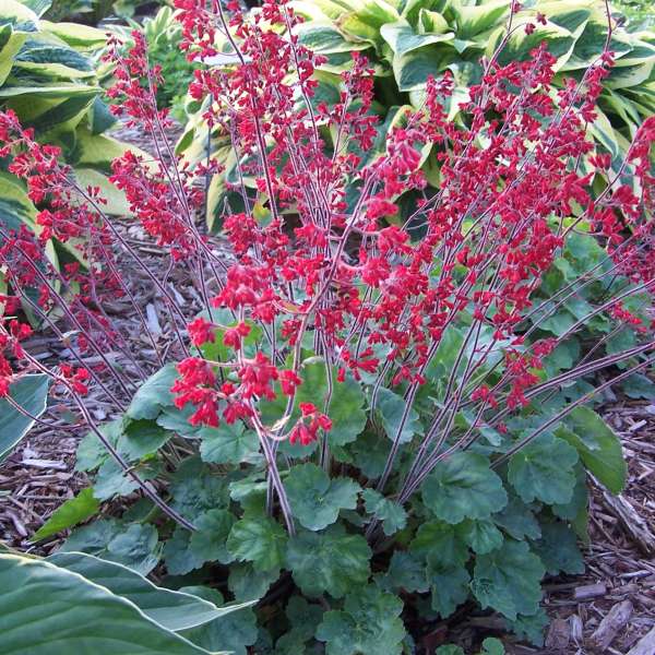 verev-helmikpooris-heuchera-sanguinea-ruby-bells-tamme-talu-urdiaed