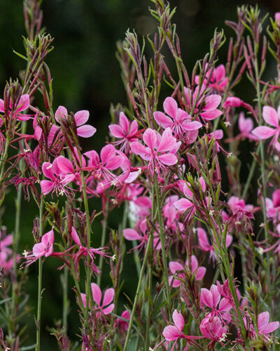 Harilik-kalevikepp-Gaura-pink-tamme-talu-urdiaed