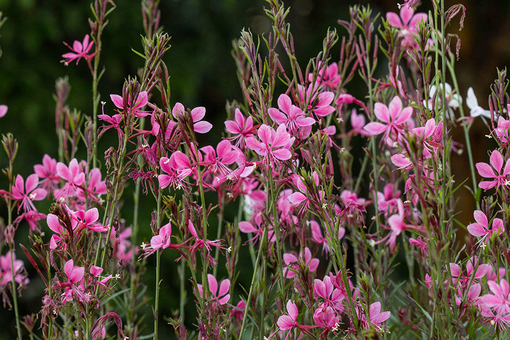 Harilik-kalevikepp-Gaura-pink-tamme-talu-urdiaed