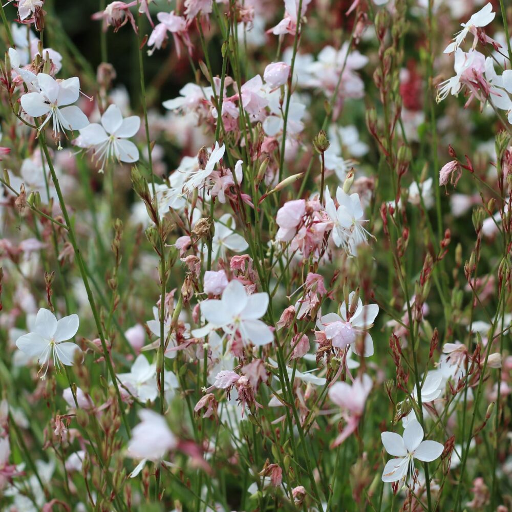 Harilik-kalevikepp-white-gaura-lindheimeri-tamme-talu-urdiaed