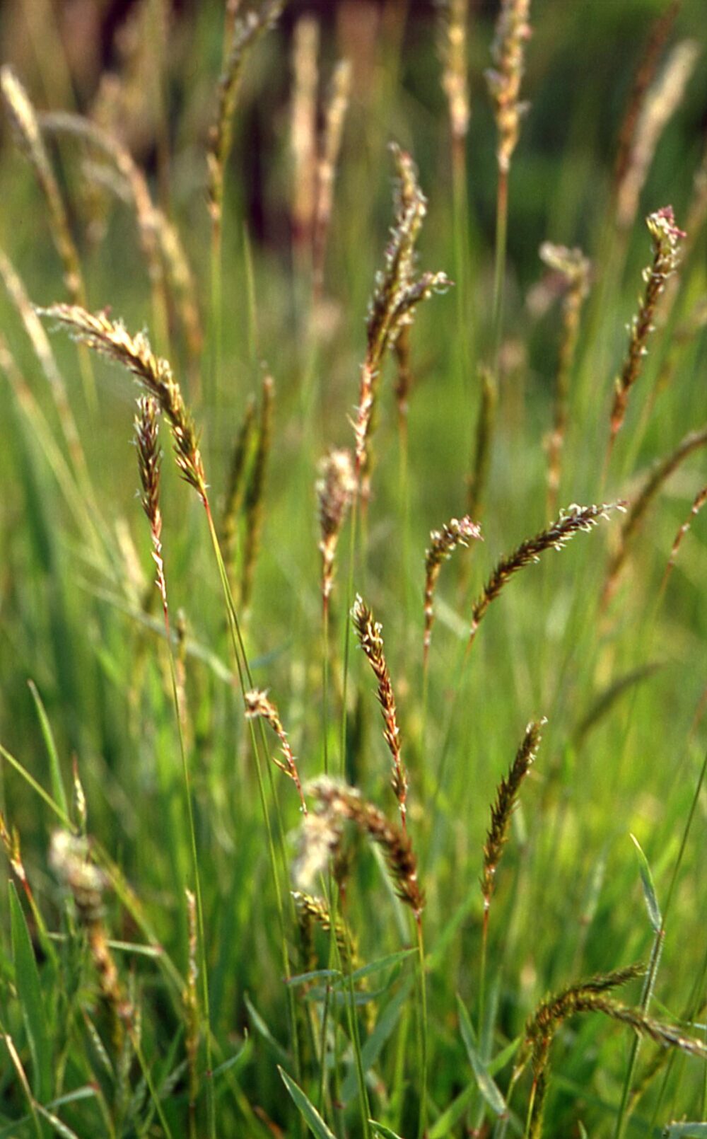 Lohnav-maarjahein-Anthoxanthum-Odoratum-tamme-talu-urdiaed