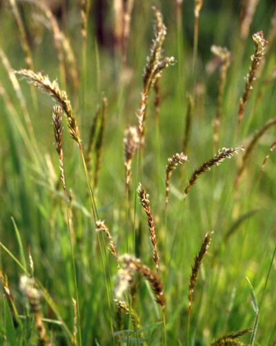 Lohnav-maarjahein-Anthoxanthum-Odoratum-tamme-talu-urdiaed