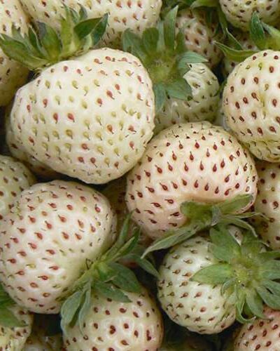 Aedmaasikas_Fragaria_ananassa_White_Pineberry_Tamme_talu_urdiaed