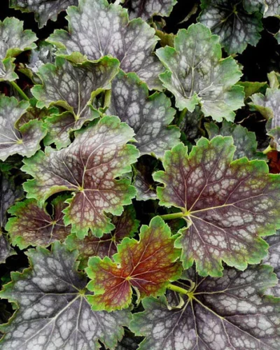 Ameerika_helmikpooris_Heuchera-am.-Marvelous-Marble_tamme_talu_urdiaed