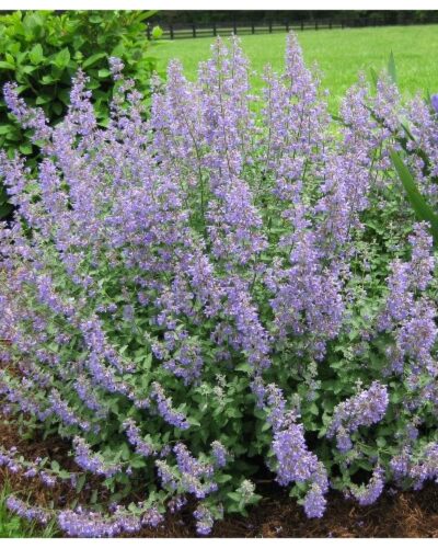 Faassenii_naistenoges_Nepeta_faassenii_Grol_Tamme_talu_urdiaed