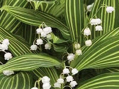 Harilik_maikelluke_Convallaria-majalis-Hofheim_tamme_talu_urdiaed