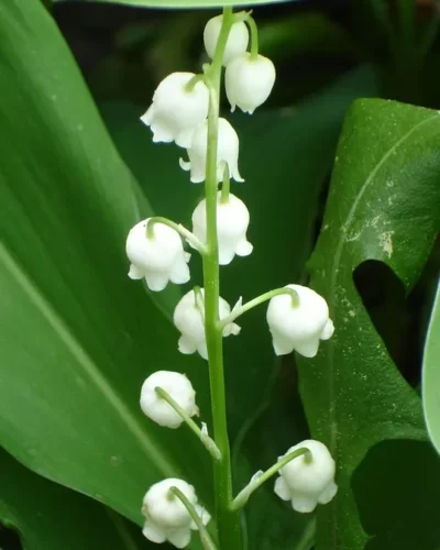 Harilik_maikelluke_Convallaria-majalis-Silberconfolis_tamme_talu_urdiaed