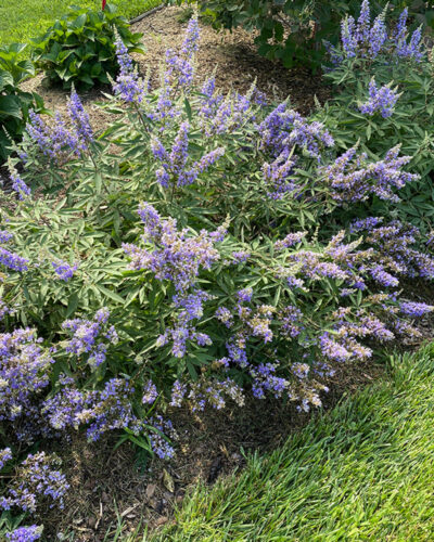 Harilik_mungapipar_Vitex-agnus-castus_tamme_talu_urdiaed