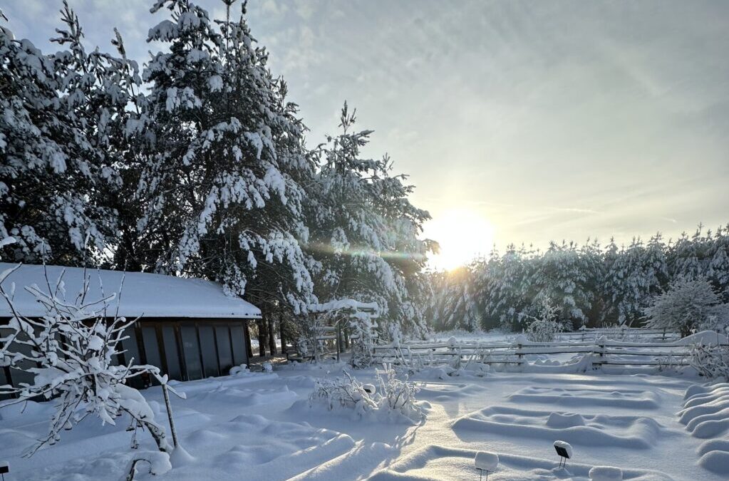 Nutikad nipid, kuidas ürte talvel katta