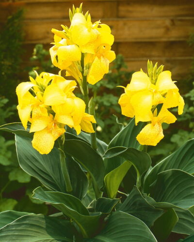 India_kanna_Canna_indica_Yellow_Tamme_talu_urdiaed