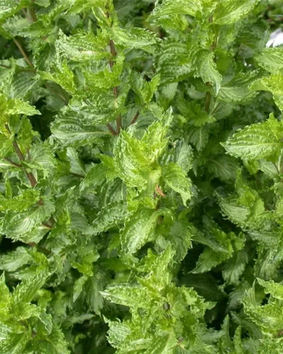 Kaharmunt_Mentha_spicata_var_crispa_Nana_Tamme_talu_urdiaed