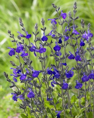 Kauaoitsev_salvei_Salvia-greggi_Blue-Note_tamme_talu_urdiaed