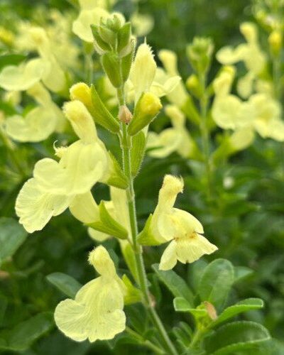 Kauaoitsev_salvei_Salvia-greggii_Lemon_light_tamme_talu_urdiaed