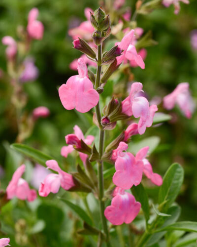 Kauaoitsev_salvei_Salvia-greggii_Mirage_pink_tamme_talu_urdiaed