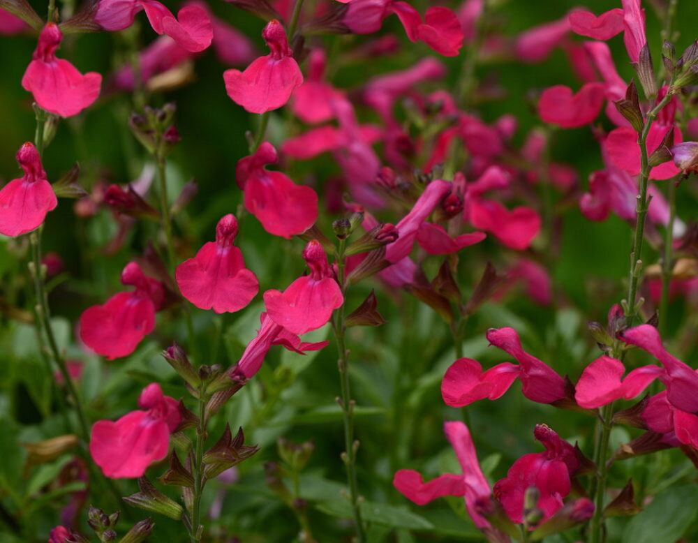 Kauaoitsev_salvei_Salvia_Visional_Hot_Pink_Tamme_talu_urdiaed