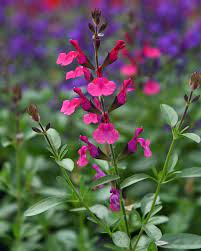 Kauaoitsev_salvei_Salvia_Visional_Pink_Tamme_talu_urdiaed