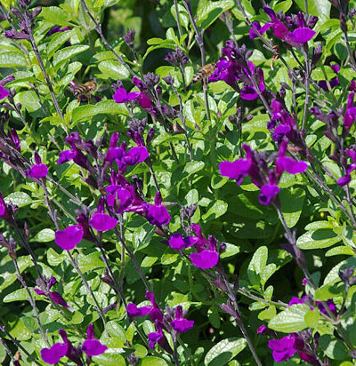 Kauaoitsev_salvei_Salvia_Visional_Purple_Tamme_talu_urdiaed