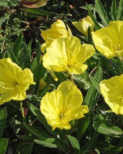 Missuuri_kuningakepp_Oenothera-macrocarpa_tamme_talu_urdiaed