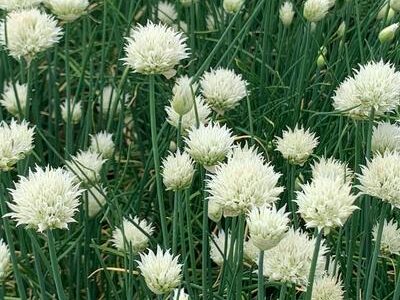 Murulauk_Allium-schoenoprasum_Corsican-White, tamme talu ürdiaed, ürdiistikud, istikud