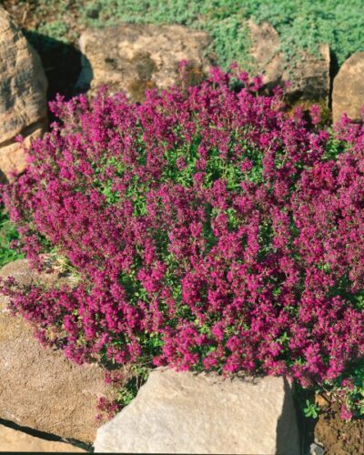 Nomm_liivatee_Thymus_serpyllum_Purple_Beauty_tamme_talu_urdiaed