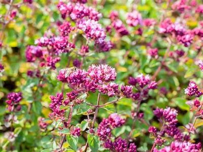 Sile_pune_Origanum_laevigatum_Purple_Charm_Tamme_talu_urdiaed