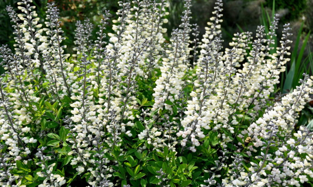 Sinine_baptiisia_Baptisia-australis-Alba_tamme_talu_urdiaed