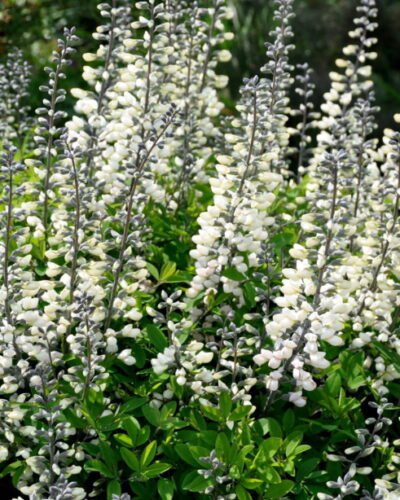 Sinine_baptiisia_Baptisia-australis-Alba_tamme_talu_urdiaed