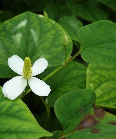 Soorohi_Houttuynia_cordata_tamme_talu_urdiaed