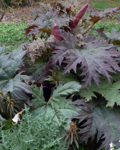 Tanguutia rabarber, rheum palmatum tanguticum, tamme talu ürdiaed